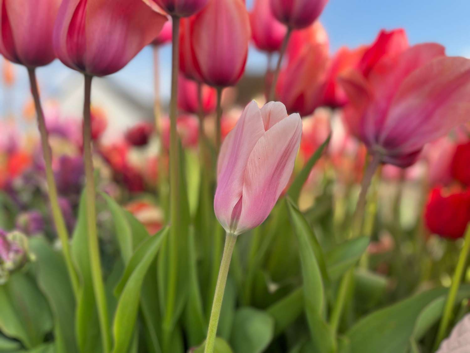 Tulppaani 'Apricot Beauty'
